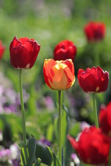 close up of a flower , macro flower portrait 