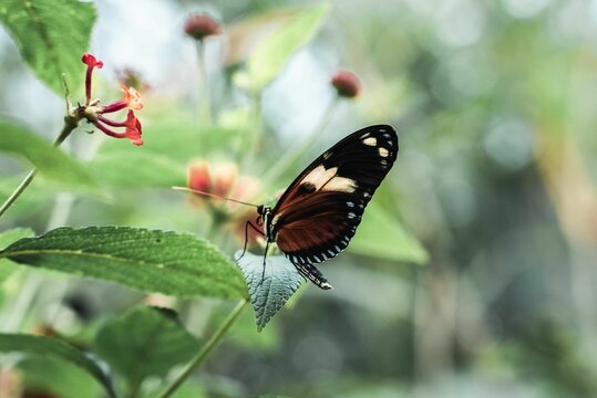 Shallow focus shot of Heliconius doris butterfly on green plant leaf
