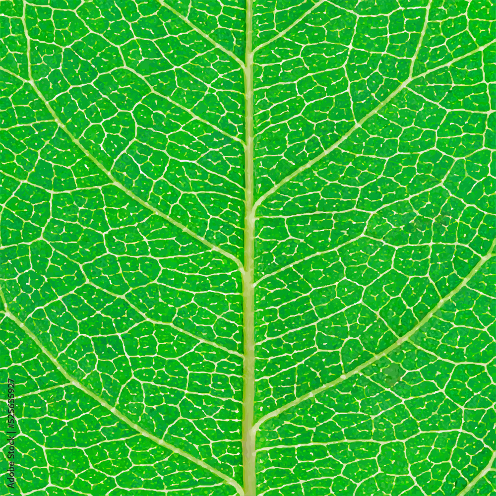 Poster green leaf texture for pattern and background,vector illustration
