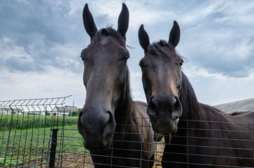 beautiful double portrait of horses close up in the farm no people