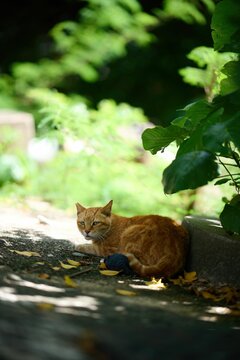 Vertical shot of adorable domestic Rusty-spotted cat resting under a tree in Hong Kong