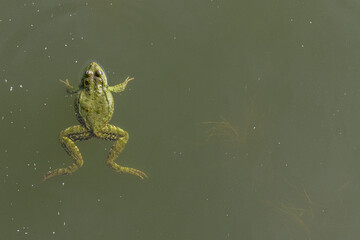 View from above on the frog floating in the water.