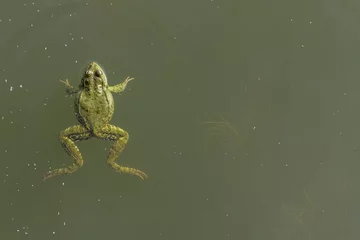 Foto op Aluminium View from above on the frog floating in the water. © IGOR