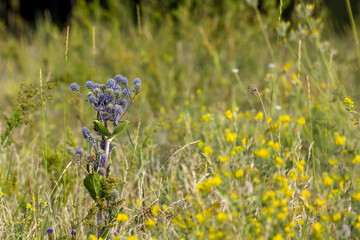 Blue and lilac healing flower grasses on a summer green field