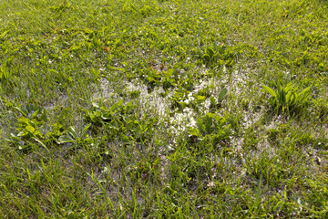 A wild forest road overgrown with green grass is flooded with rainwater.