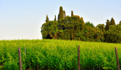 vineyards in the Tuscan hills near Peccioli Italy