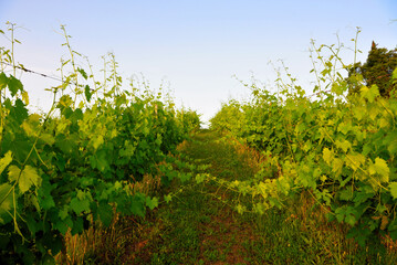 vineyards in the Tuscan hills near Peccioli Italy