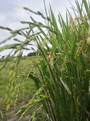 Fototapeta premium green rice field