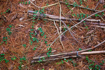 Two clusters of branches bound together with wires on the ground of an old pine forest used as trap.