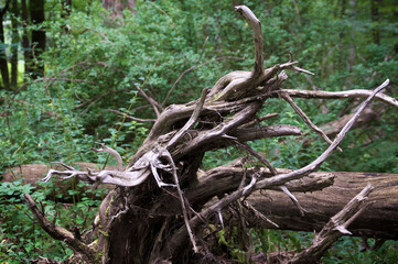 Eye level view of tangled dried roots of over turned tree in forest creating abstract design.