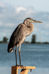 Bird Gazing out at the Water