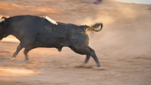 Matador Fighting in a typical Spanish Bullfight. High quality 4k footage.