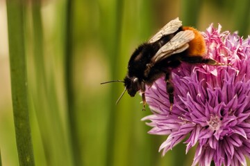 Bumblebee on a pink chive Flower with blurred background of grass, closeup shot