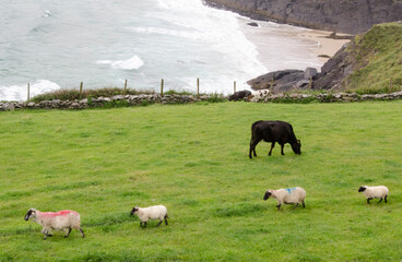 Pecore Irlandesi - 525642751