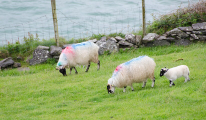 Pecore Irlandesi - 525642910