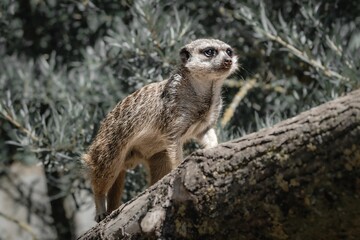 Closeup of a cute meerkat on a tree looking away in a forest