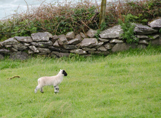 Pecore Irlandesi - 525642945