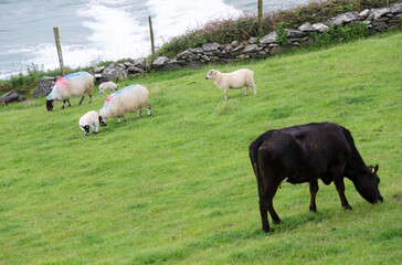 Pecore Irlandesi - 525642946