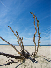 Strandgut toter Baum am Strand
