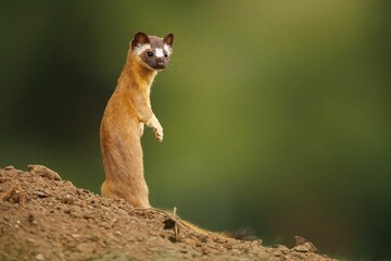 Cute startled Long-Tailed Weasel outdoors with blurred background