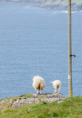 Pecore Irlandesi - 525644725