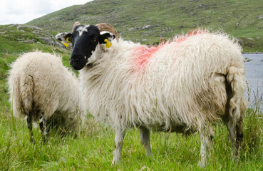 Pecore Irlandesi - 525644752