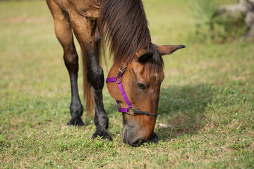 Draft horse in a halter grazing