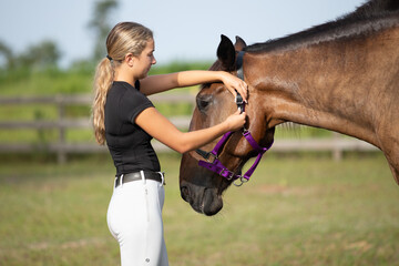 Fastening a halter onto a horse.