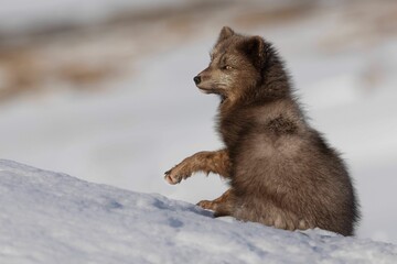 Brown arctic Fox in the snow at Hornstrandir Nature Reserve, Iceland