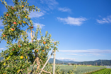 リンゴの木と野菜畑　塩尻市