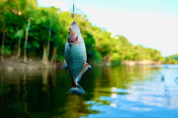 Wunderschöne Szene am Wasser im Amazonas Brasilien beim fischen Piranhas