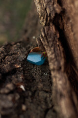Photo of a ring made of epoxy resin lying on a texture cut of a tree. Eco-friendly material to create beautiful things. Bright unusual gift for a girl. Epoxy resin is often used for decor.