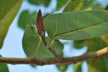 Nature Photography