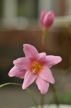 Vertical shot of a pink rain lily blooming against a blurred background