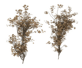 3D render of dying ivy illustraion