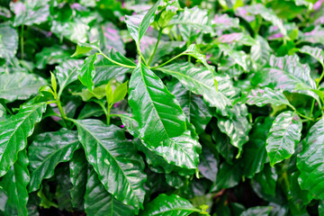 indoor coffee tree. growing houses of flowers and plants. 