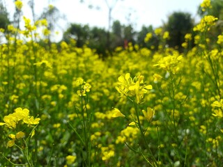field of mustard tree