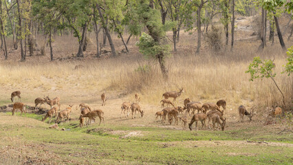 Naklejka na ściany i meble A group of The chital also known as spotted Indian deer, chital deer, and axis deer (Axis axis) in Bandhavgarh national park India. 