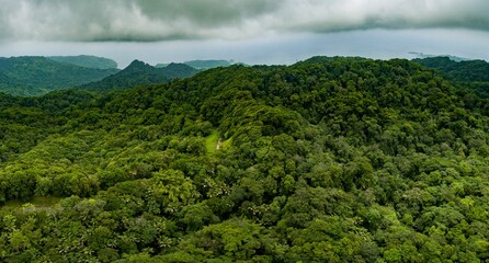 Main Ridge Forest Reserve Primary Forest in UNESCO North-East Tobago Man and the Biosphere Reserve