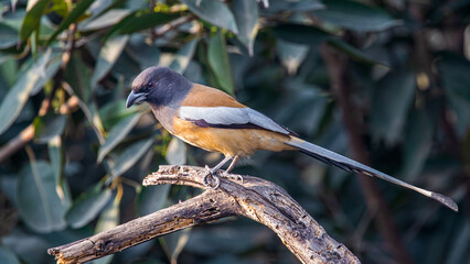 A Treepie Rufous sitting on a branch
