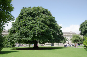 Garden in Trinity College