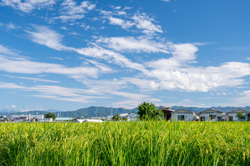 夏の稲と自然風景