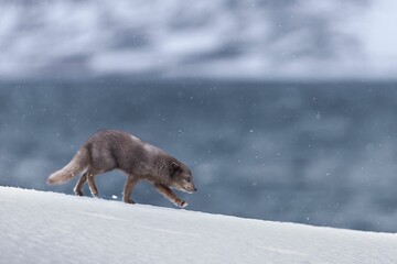 Close-up view of a blue arctic fox walking in the snow-covered field on a cold day