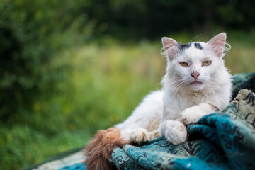 Cat lying on a blanket