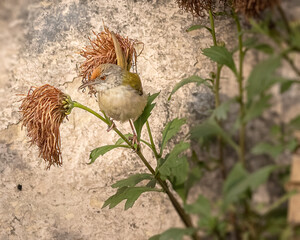 A tailor bird sitting on a plant