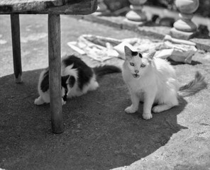 Fototapeta premium Cats sitting under a shadow