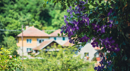 Fototapeta na wymiar Purple flowers in a garden 