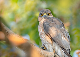 A Shikra looking into the Camera