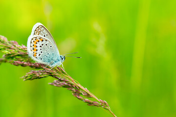 Blue butterfly in the green grass. Beautiful background for a postcard. Place for an inscription. View from the side.