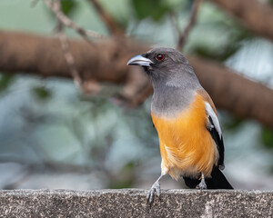 A Rufous Treepie sitting on a wall